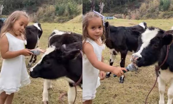kid-places-mic-in-front-of-cow-then-this-is-happened-video