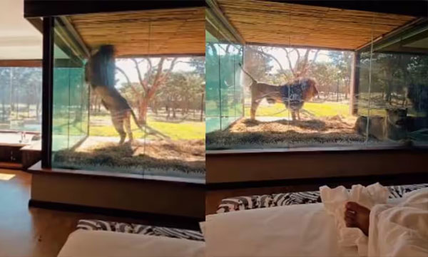 lion-lodge-offers-stay-with-lions-video