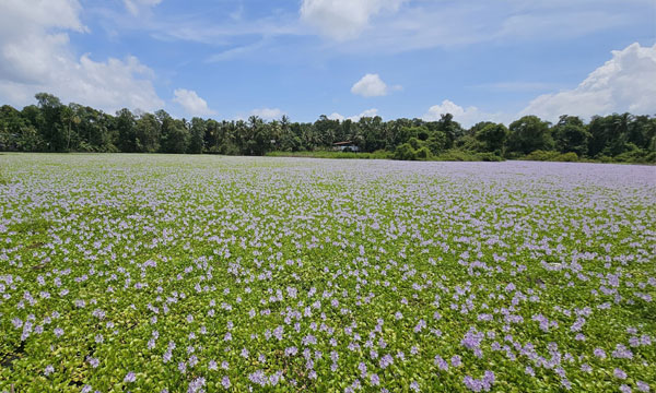 nature beauty of kuttanaadu