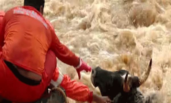 wayanad-landslide-a-cow-was-rescued-from-a-flood-near-bailey-bridge