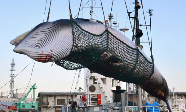 fin-whale-hunted-japan-endangered-species