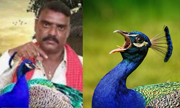 a-video-was-posted-of-a-peacock-being-roasted-case-against-youtube