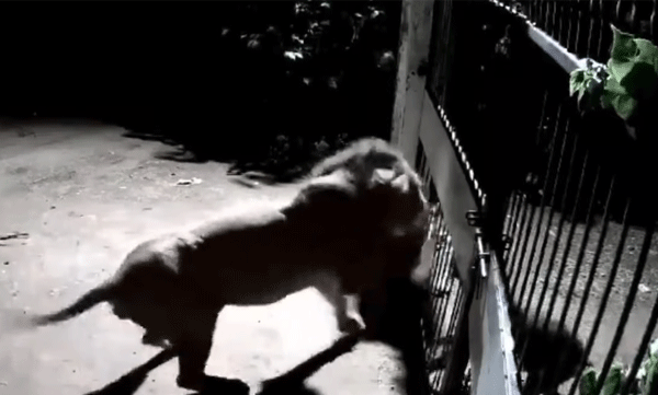 
Clashes between lions; The video went viral on social media
