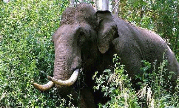 wild-elephant-attack-rubber-tapping-worker-kothamangalam