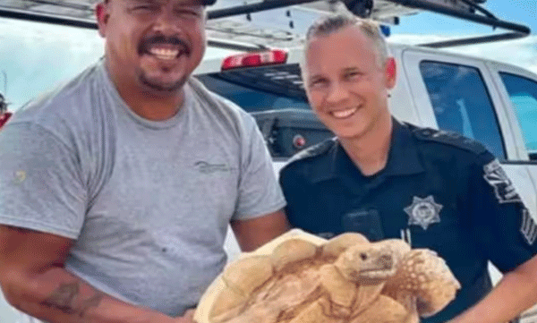 The turtle was found 3 miles away by the owner, police and locals who were surprised