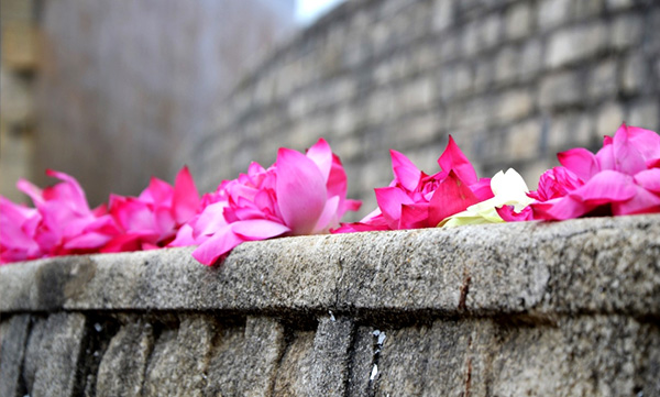 Flowers are messengers of peace...