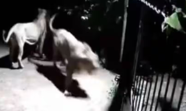 two-lions-and-two-dogs-face-to-face-cctv-footage-went-viral-
