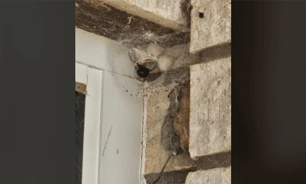 A spider that swallows a mouse; The picture went viral on social media