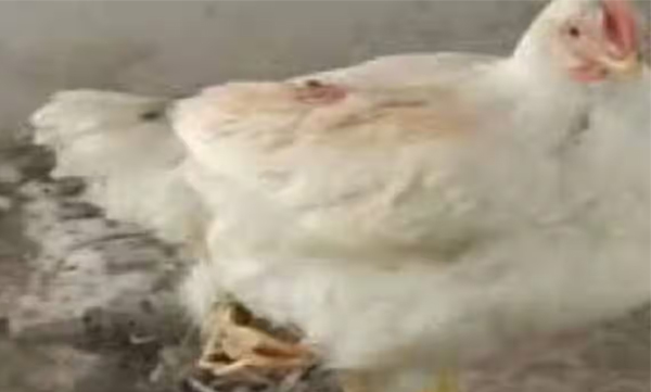chicken-with-three-legs-in-up-bahraich