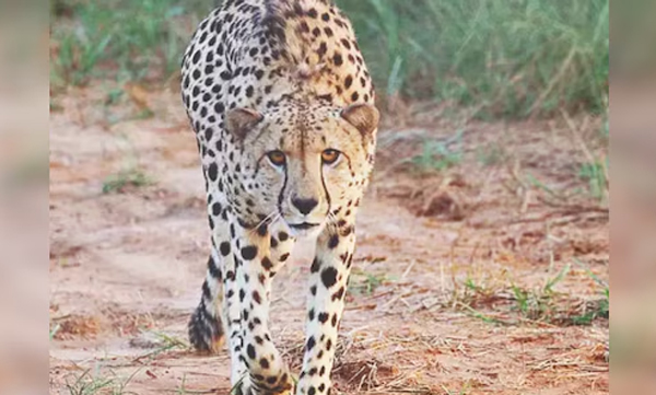 nambian-cheetah-pawan-dies-at-kuno-national-park