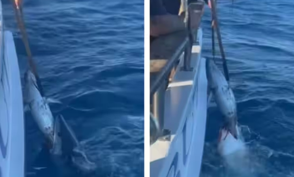 social-media-criticizes-video-of-fishermen-snatching-prey-from-shark