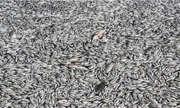 hundreds-of-thousands-of-dead-fish-that-poured-into-a-tourist-port-in-the-central-city-of-volos-in-greece