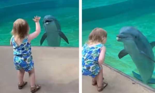 video-of-a-conversation-between-a-little-girl-and-a-dolphin-goes-viral-in-social-media
