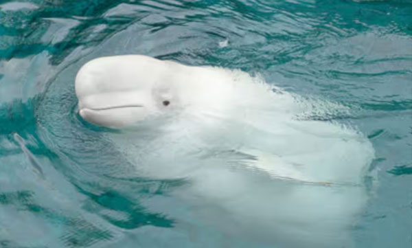 beluga-whale-suspected-of-having-been-trained-as-a-spy-by-russia-has-been-found-dead-off