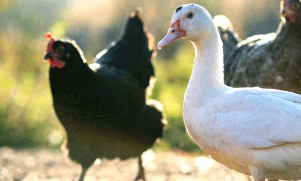 Avian flu; Govt gazette notification banning chicken and duck rearing in four districts