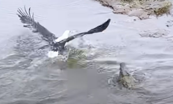 eagle-try-to-steal-prey-from-crocodile