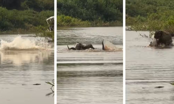 video-of-a-under-water-fight-between-a-crocodile-and-a-jaguar-goes-viral-in-social-media