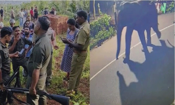 wild-elephant-spotted-in-kozhikode-perambra-latest-news-warning-issued-by-forest-department