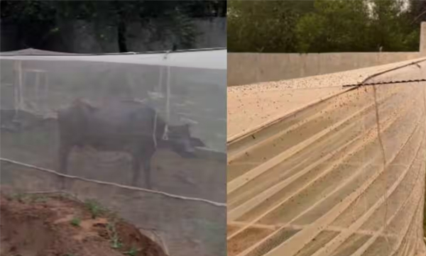 mosquito-net-for-buffaloes-safety-video-went-viral