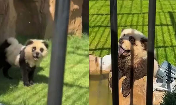 painted-dogs-pandas-china-zoo-controversy