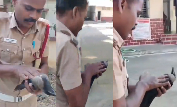 video-of-a-firefighter-gives-cpr-to-a-crow-that-fell-down-after-being-electrocuted-goes-viral