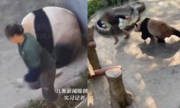panda-attacking-zookeeper-in-china-zoo