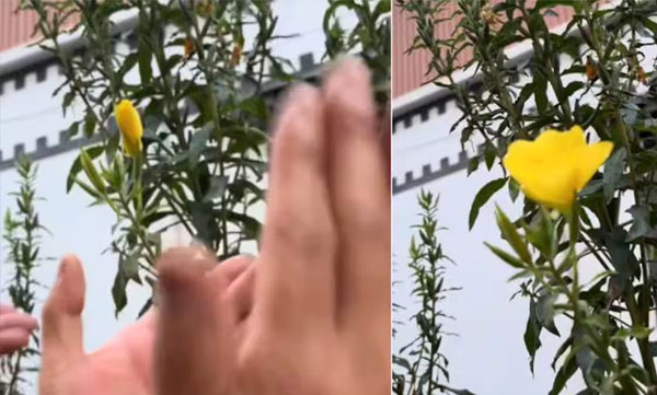 flower-blooms-after-people-clap-in-front-of-the-flowers