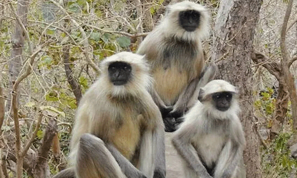 three-hanuman-monkey-jumped-out-of-cage-in-trivandrum-zoo-