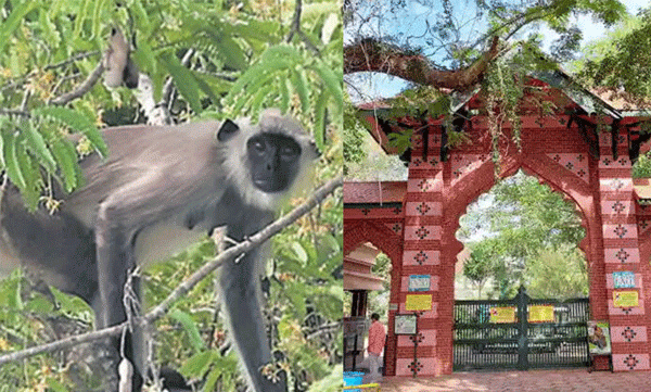 the-3rd-hanuman-monkey-who-jumped-from-the-zoo-is-also-caught
