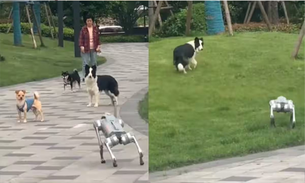 real-dogs-responds-to-robot-dog-viral-video