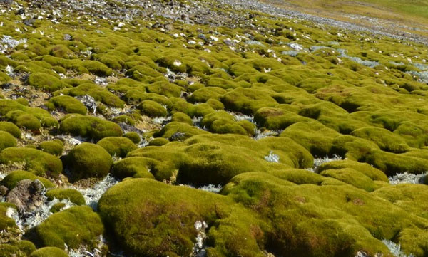 antarctica-is-turning-green-study-shows