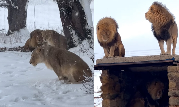 lions-in-snow-south-africa