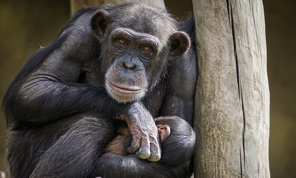 zoo-keeper-eats-and-sell-chimpanzee-food-arrested-in-japan