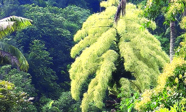 Kudapanas blossomed in Panamkooti