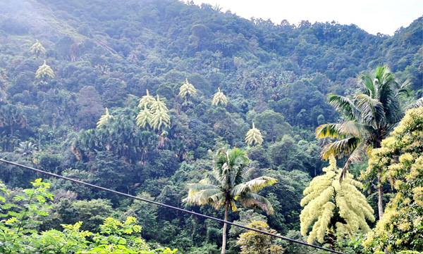 Kudapanas blossomed in Panamkooti