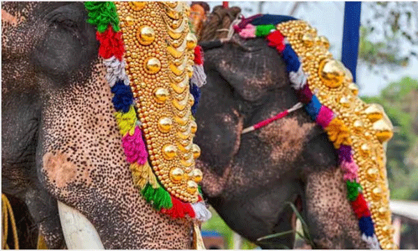 elephants-can-be-used-only-for-religious-purposes-amicus-curiae-report