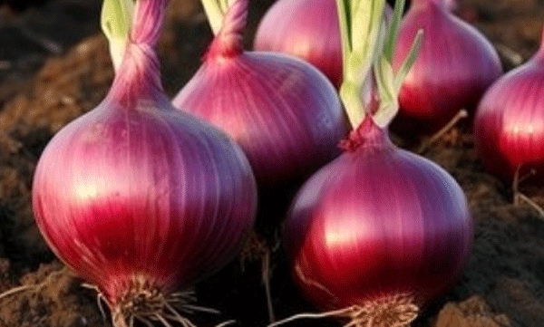 
Onion prices are increasing in the country; 65 per kg and upwards