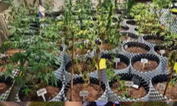 arrested for growing a plant on the terrace; Planted 80 different types of cannabis 