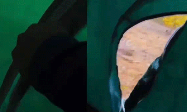 man-hears-noises-found-bear-in-front-of-the-tent-shocking-video