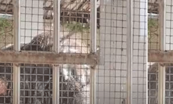 two-died-in-temple-elephant-attack-in-tiruchendur-subramanya-swamy-temple