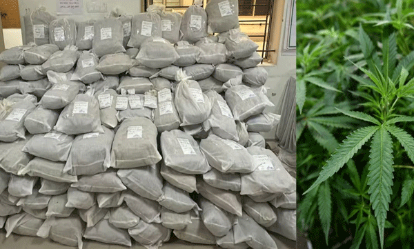 318-kilos-of-cannabis-seized-in-bengaluru-three-including-malayali-arrested
