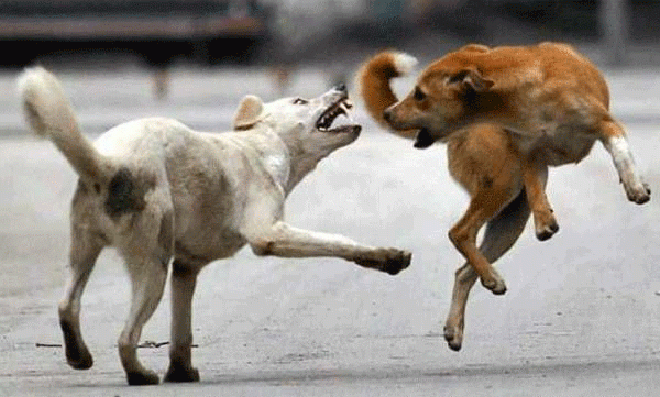 A stray dog ​​that bit 13 people at Kannur railway station has been diagnosed with rabies