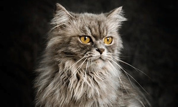 owner-bleeds-to-death-after-pet-cat-scratched-his-leg