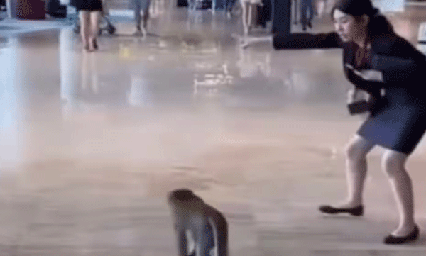 video-of-woman-asking-monkey-to-leave-airport-goes-viral