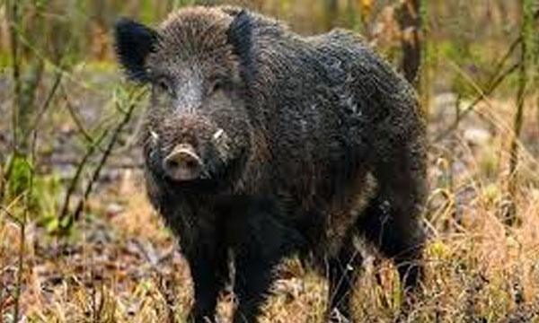 The wild boar and the jackal came out of the forest and came to the country; Wild animals pass through hilly villages in Kottayam