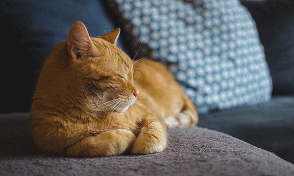 bengaluru-woman-has-claimed-that-her-husband-cares-more-for-their-pet-cat-than-for-her-case-in-court