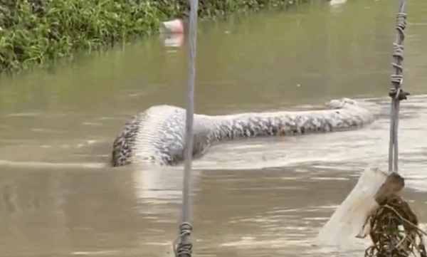 thailand-snake-video