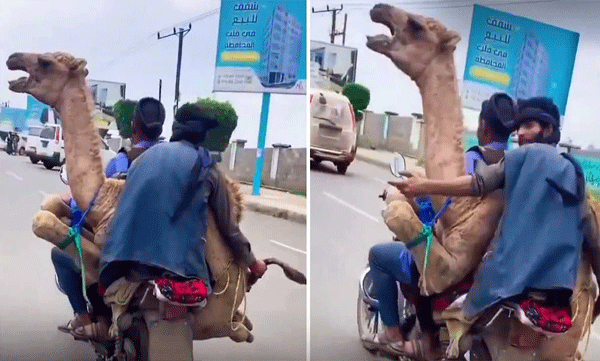 എന്തിനീ ക്രൂരത! കാലുകള് മടക്കിക്കെട്ടി ഒട്ടകത്തെ ബൈക്കില് കയറ്റി യുവാക്കളുടെ യാത്ര, വൈറലായി വീഡിയോ