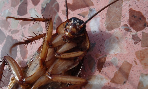 how-to-control-pests-in-house-cleaning-hacks.