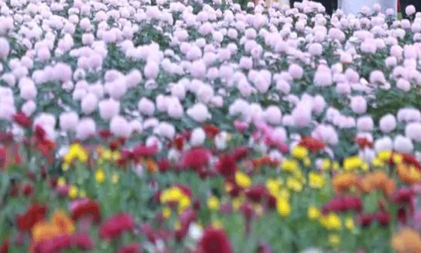 kochi-corporation-gives-notice-to-stop-flower-show-at-marine-drive-